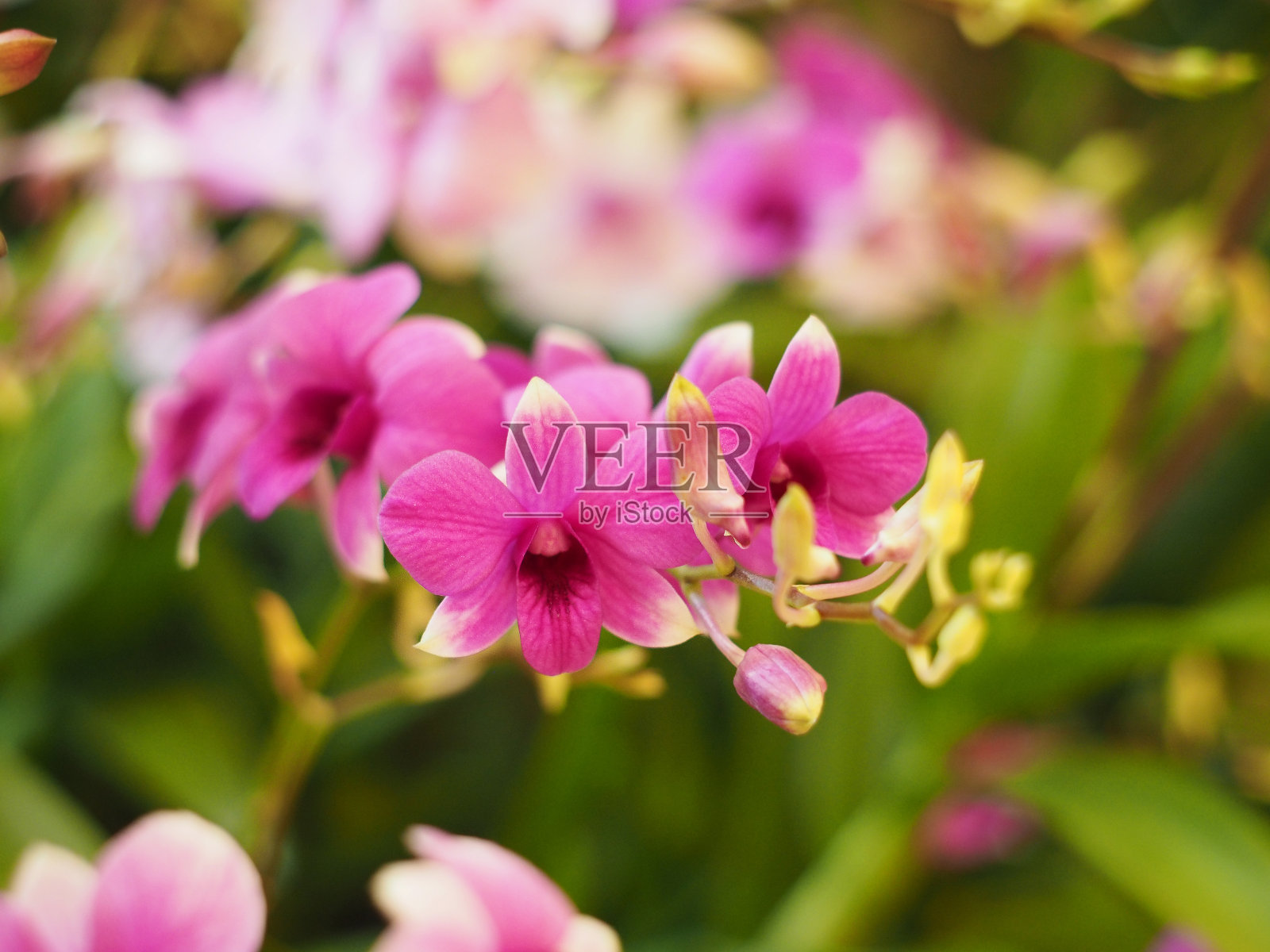 粉红色的兰花花束和绿色的叶子照片摄影图片