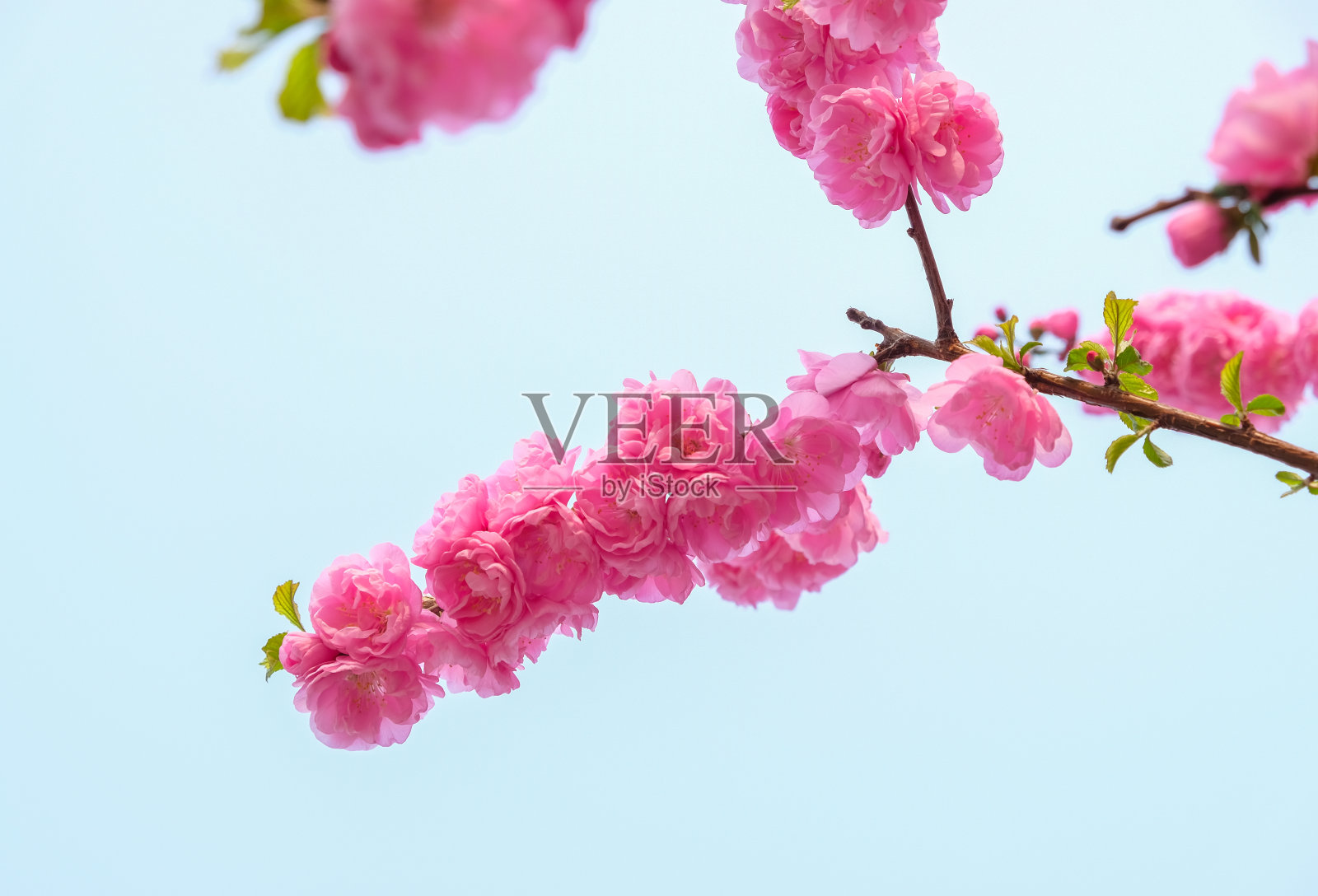 在春天的季节，将粉红梅花的花枝合在蓝天，自然的背景下。dramtic语气过滤器。照片摄影图片