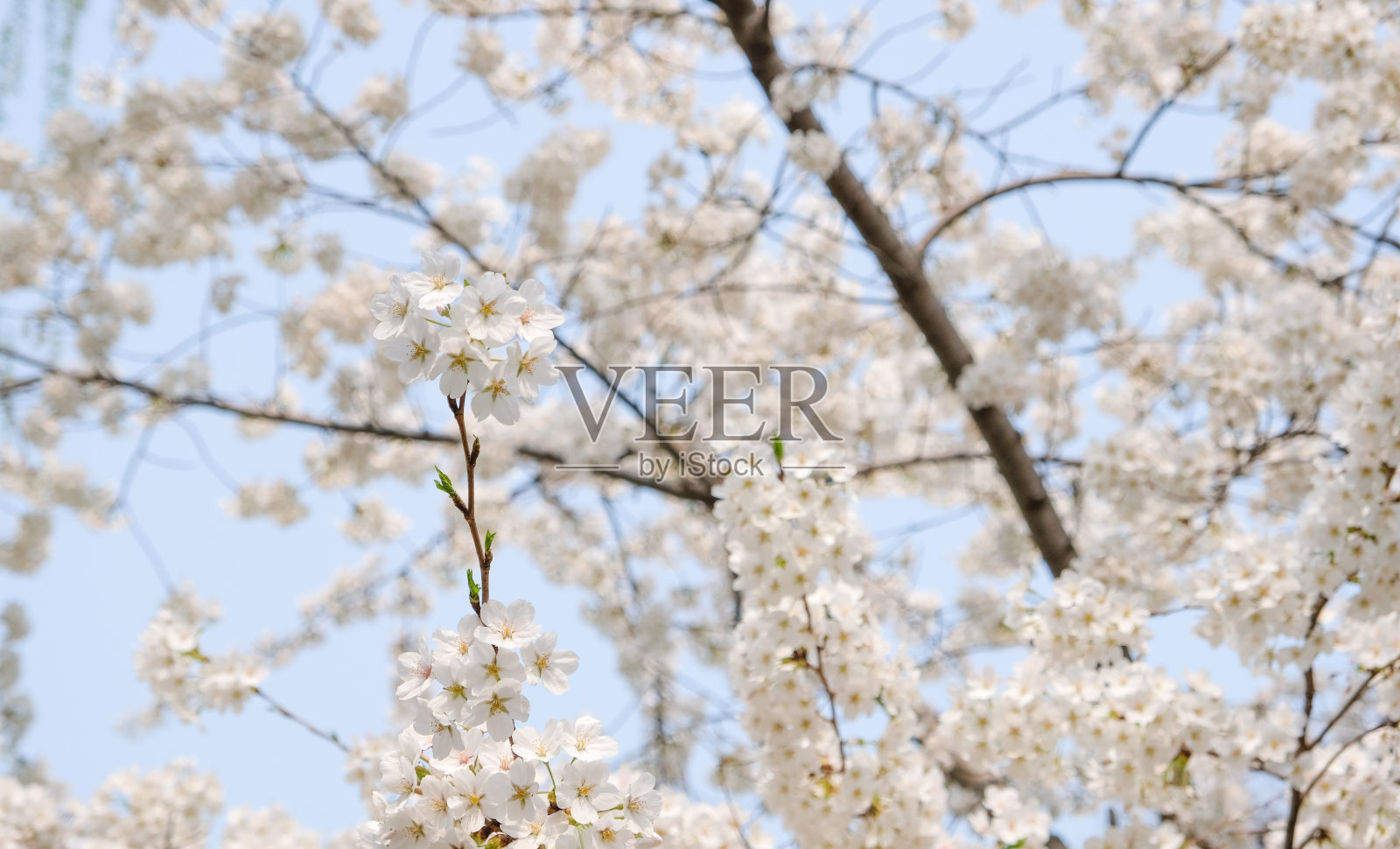 特写白色樱花在春天开花的季节，自然的背景照片摄影图片