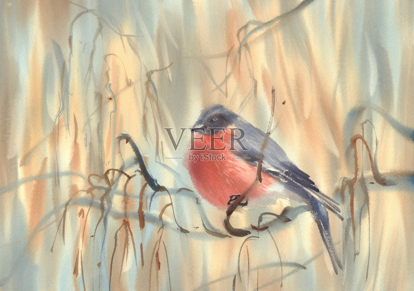 小红腹灰雀在水彩树枝上的背景插画图片素材
