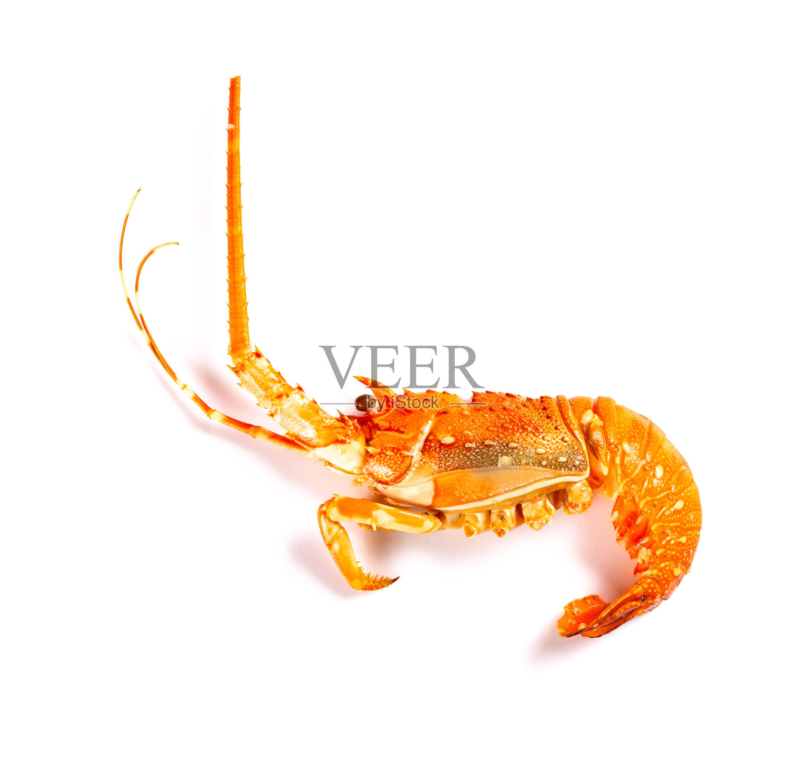 煮熟的龙虾在白色的背景照片摄影图片