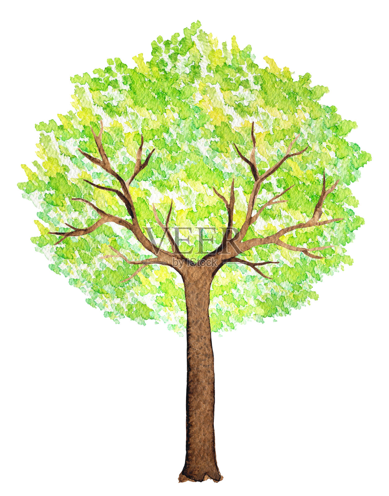 夏天的绿树水彩插画图片素材
