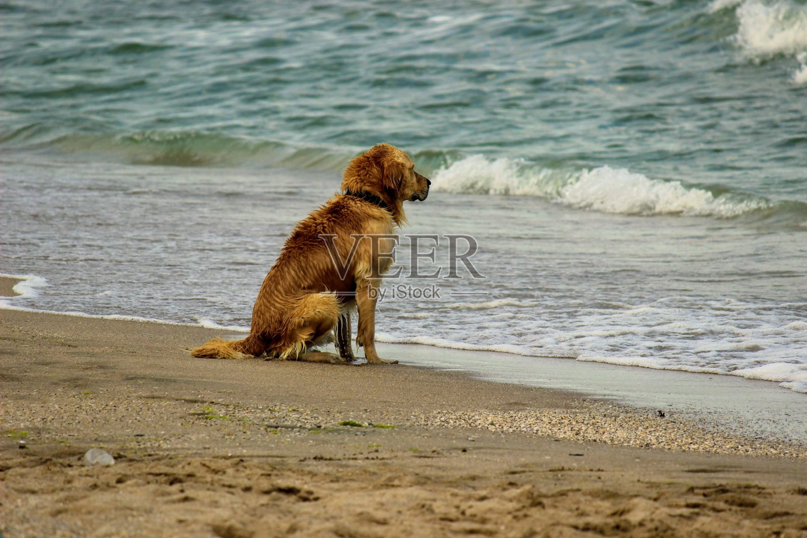 狗看着海浪照片摄影图片