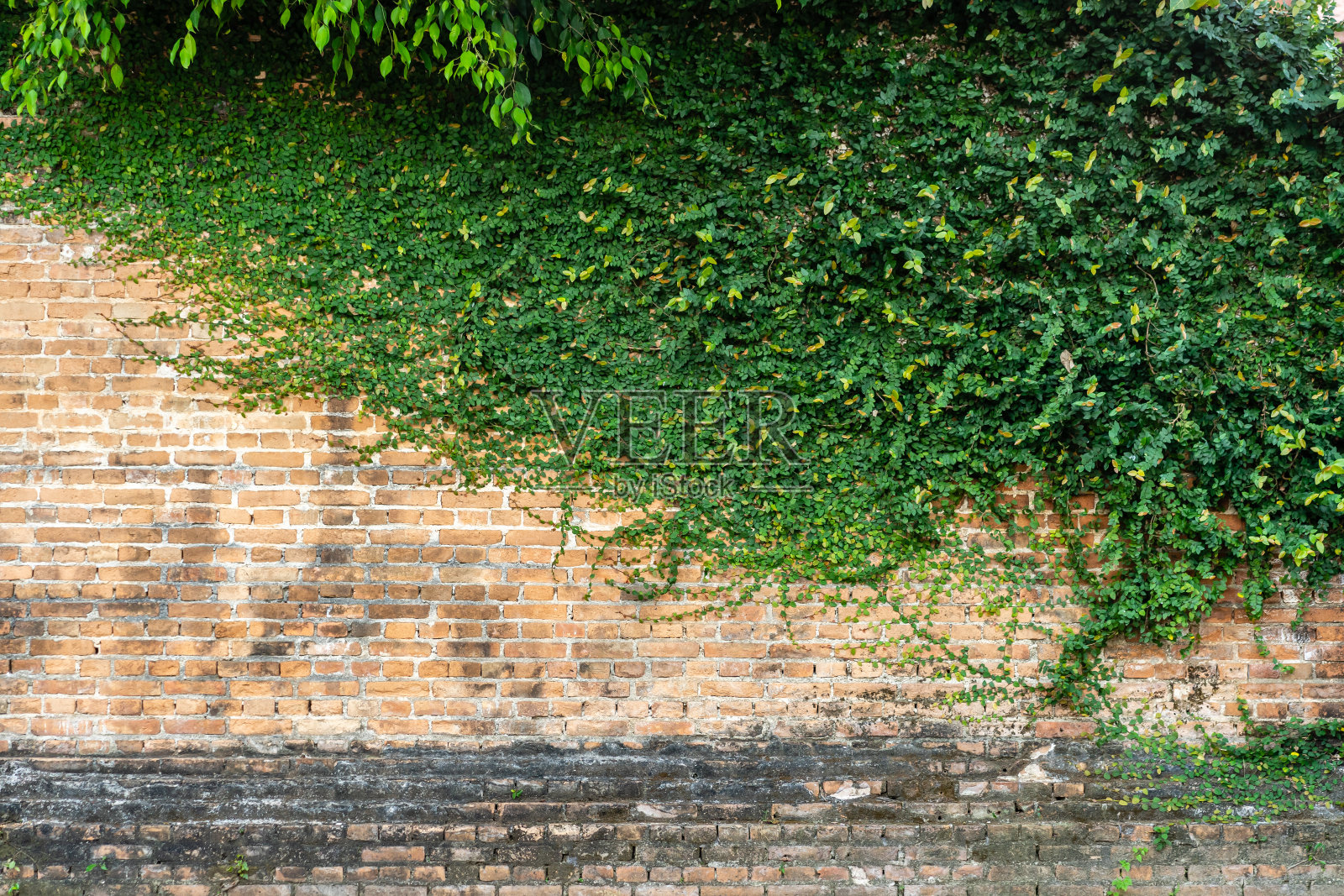 红色砖墙纹理与绿色攀缘植物为背景照片摄影图片