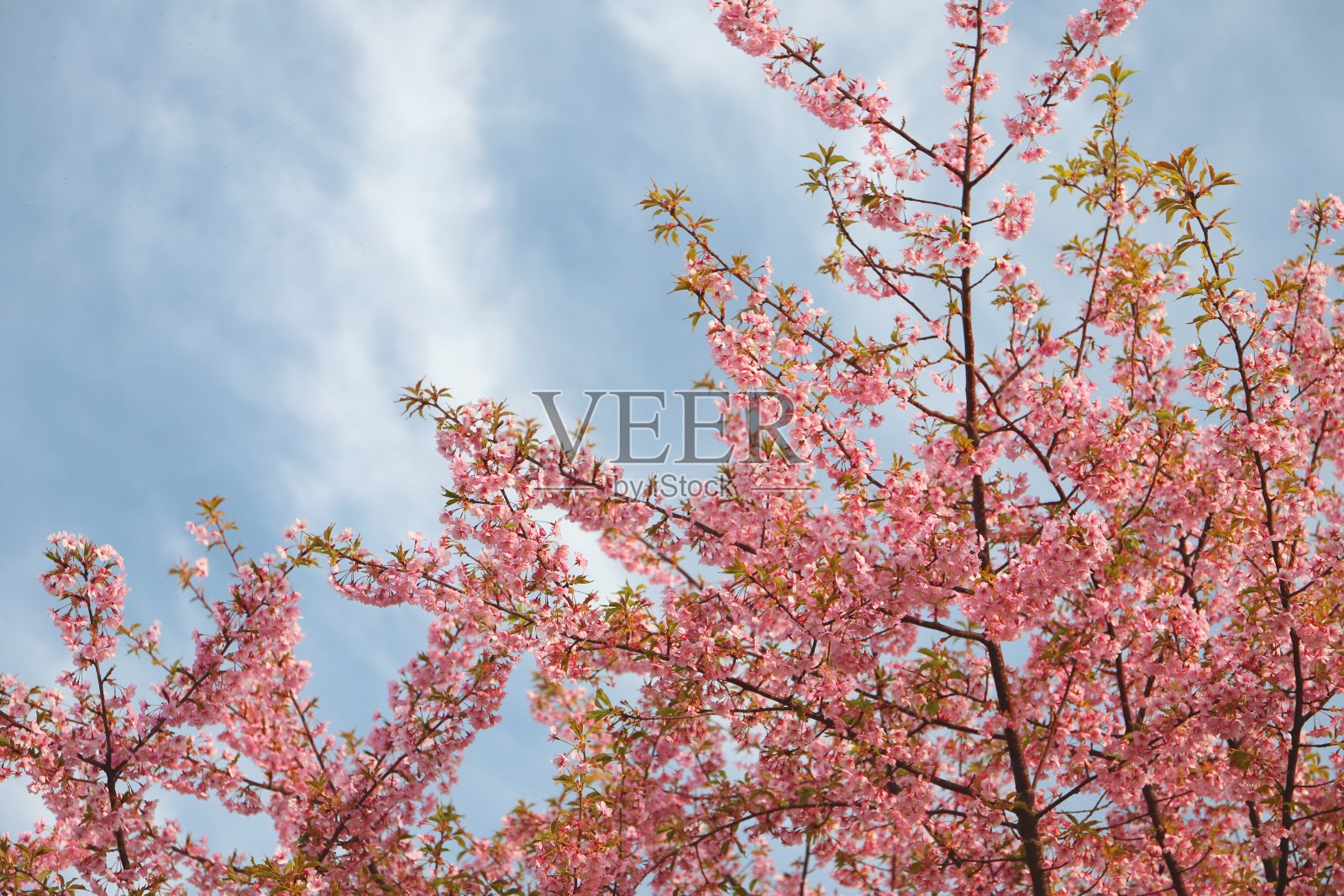 一棵河津樱桃树照片摄影图片