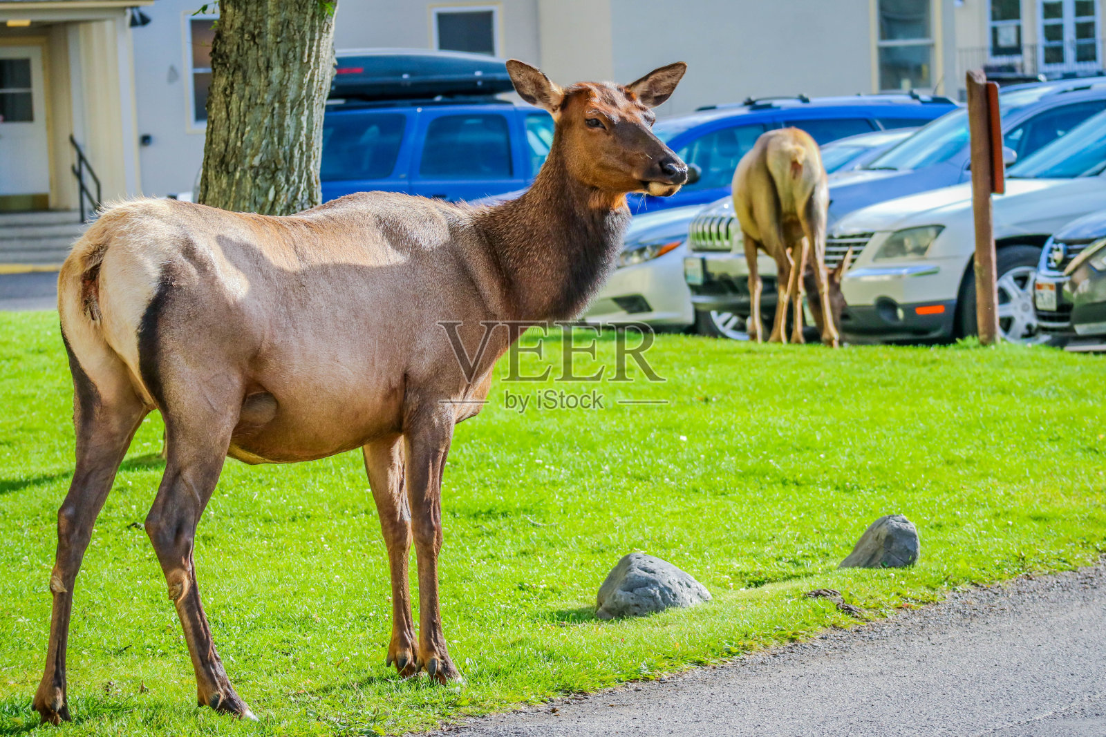 怀俄明州黄石国家公园的一只雌麋鹿照片摄影图片