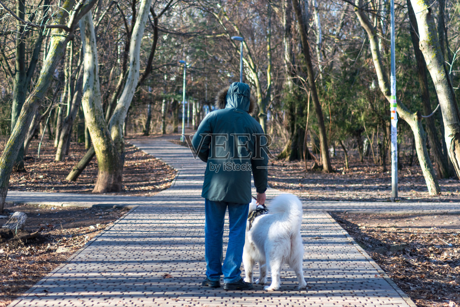 一个男人和他的狗在公园散步。萨摩耶狗和他的主人照片摄影图片