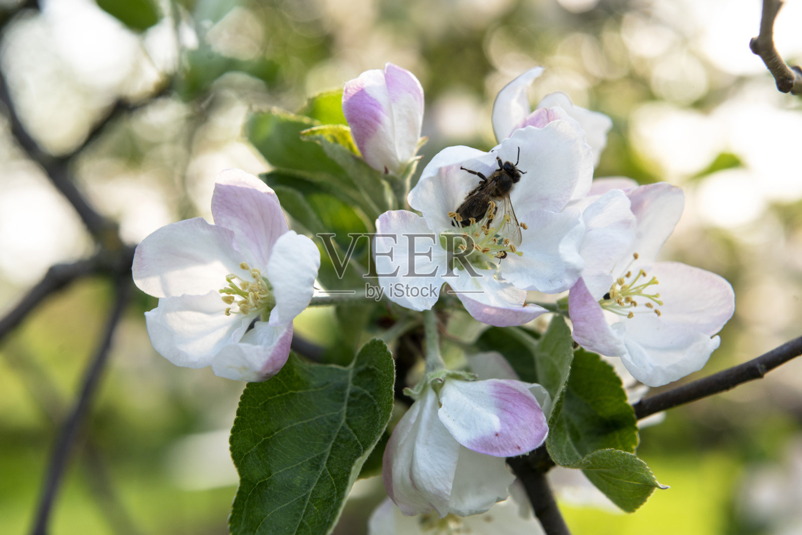 盛开的苹果树花和授粉的蜜蜂照片摄影图片