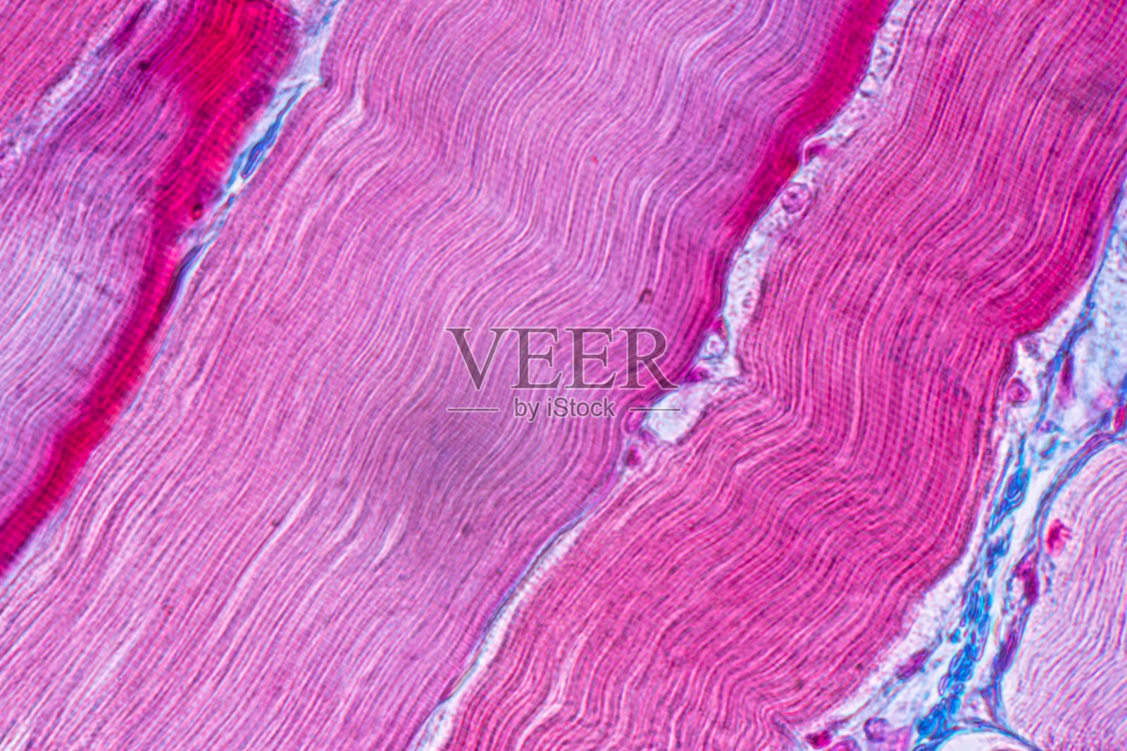 教育解剖学和组织学标本哺乳动物组织的显微镜下横纹(骨骼)肌肉。照片摄影图片