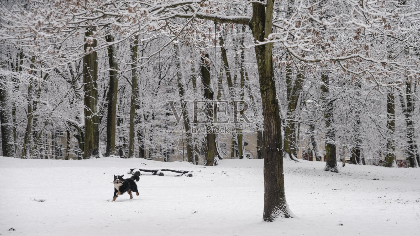 这只黑色的比利时山地犬，正在冬天的雪园里玩耍照片摄影图片