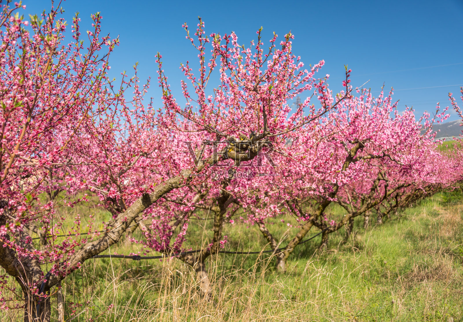 粉红色的桃花在春天盛开照片摄影图片