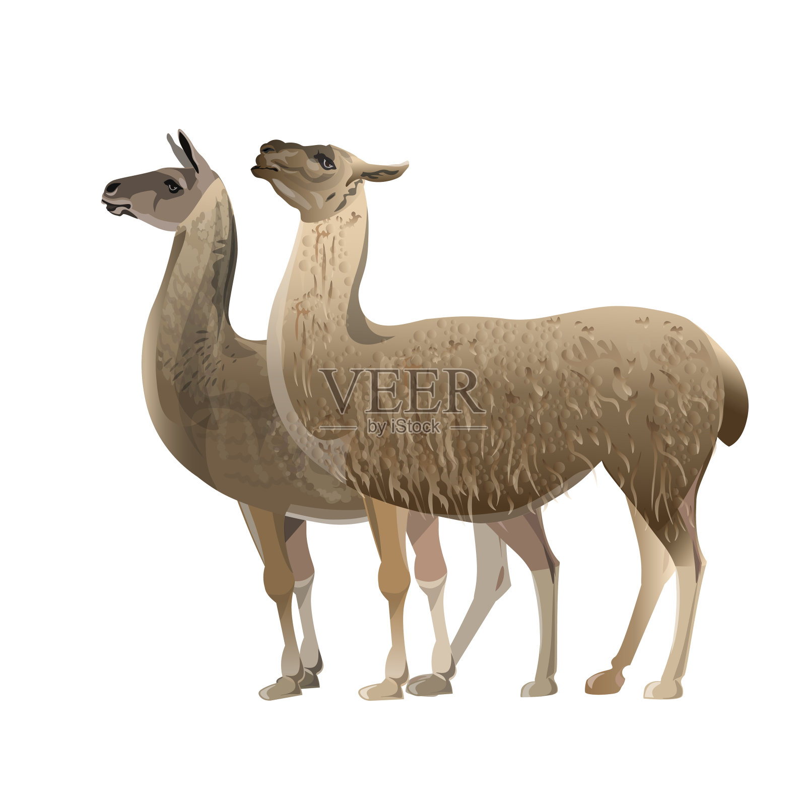 两个站在骆驼插画图片素材
