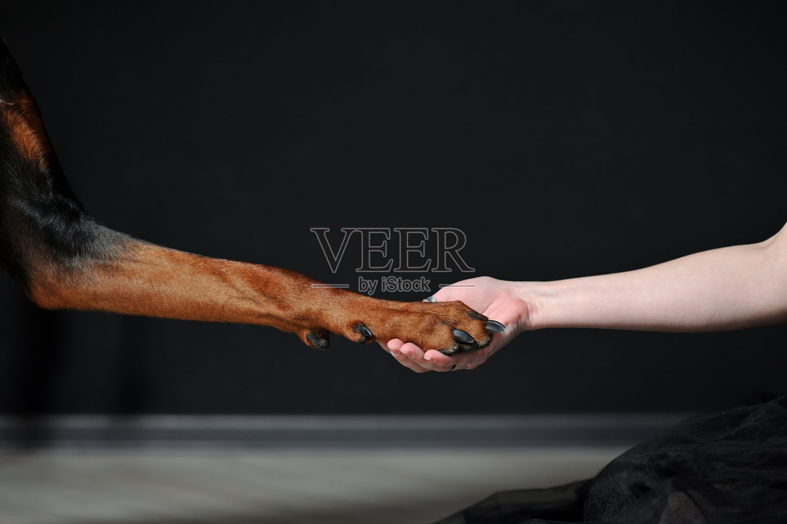 女性的手握着杜宾的大爪子。女孩用手和狗打招呼。特写镜头照片摄影图片