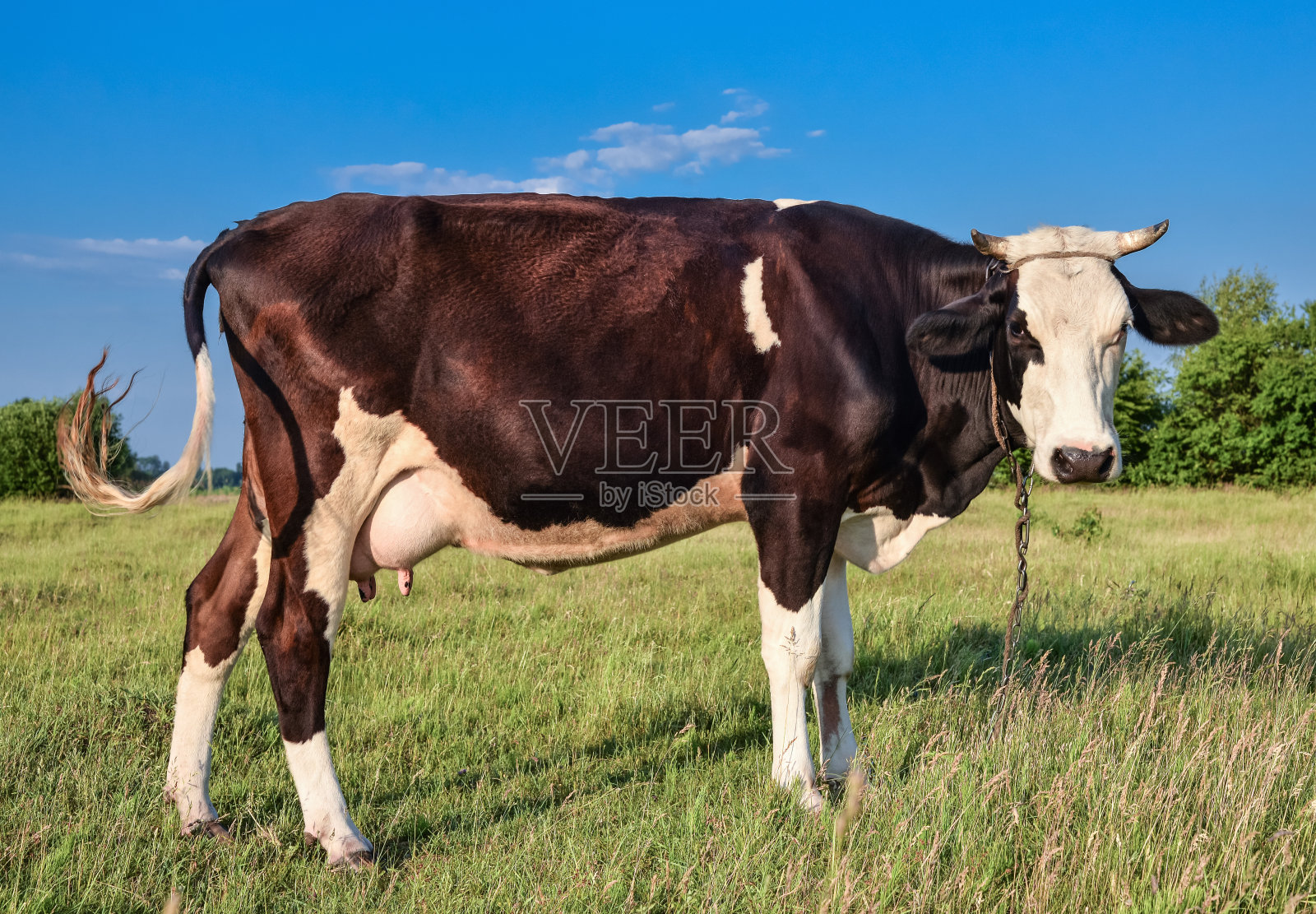 牛在农场吃草。照片摄影图片