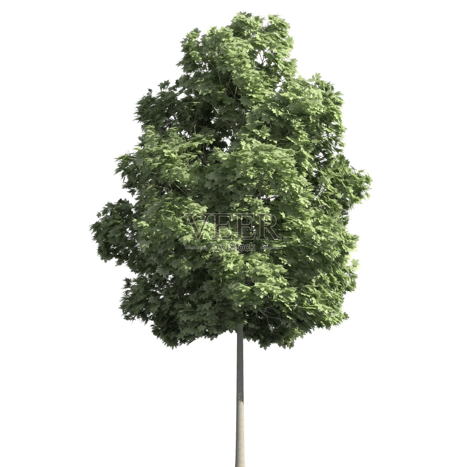 树的3d插图孤立在白色的背景照片摄影图片