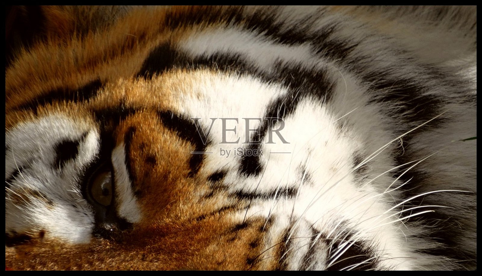 这是西伯利亚虎眼睛的特写照片摄影图片