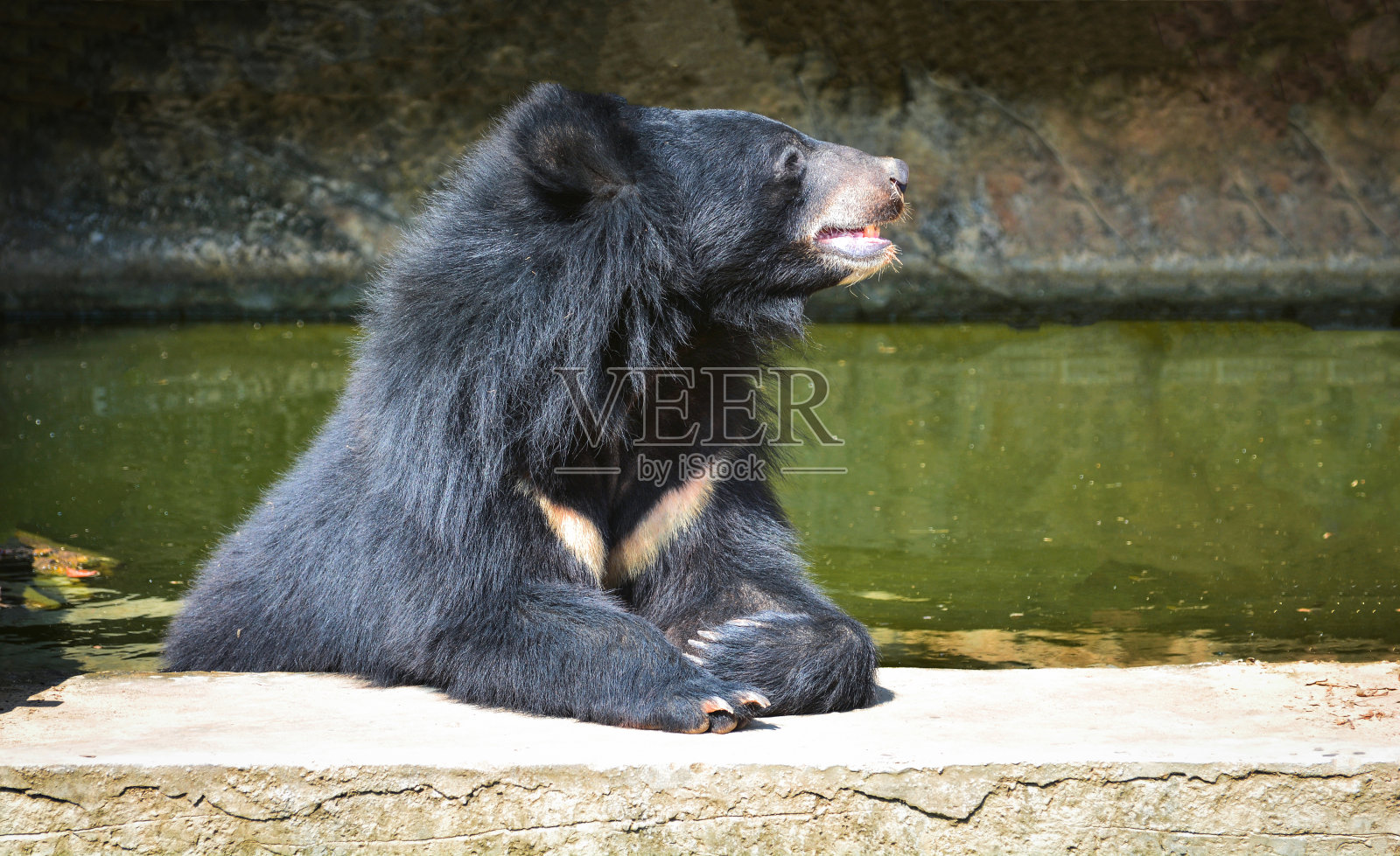 夏季，亚洲黑熊在泳池里放松照片摄影图片