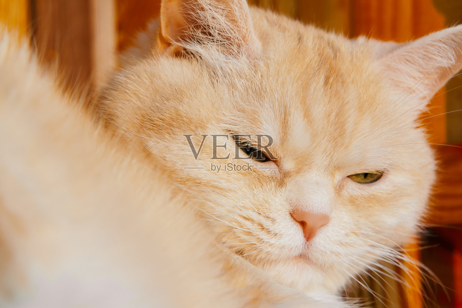 一个可爱的奶油色虎斑猫与绿色眼睛的特写肖像照片摄影图片