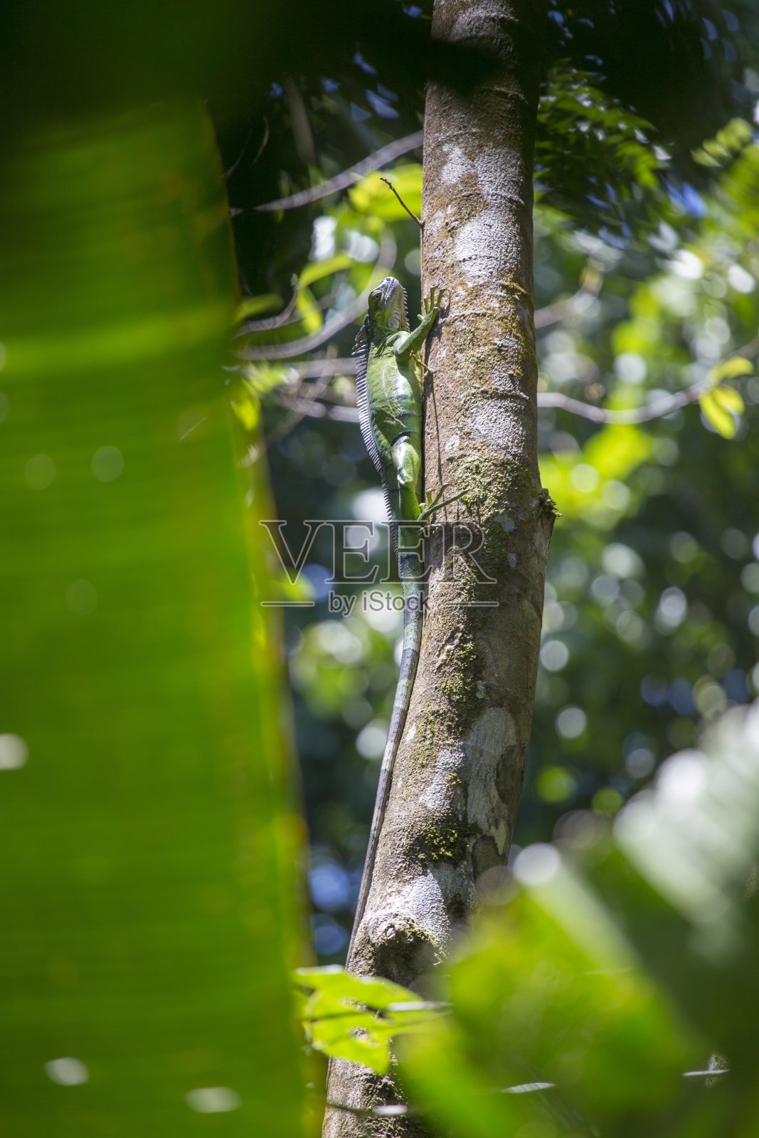 绿鬣蜥(鬣蜥)照片摄影图片