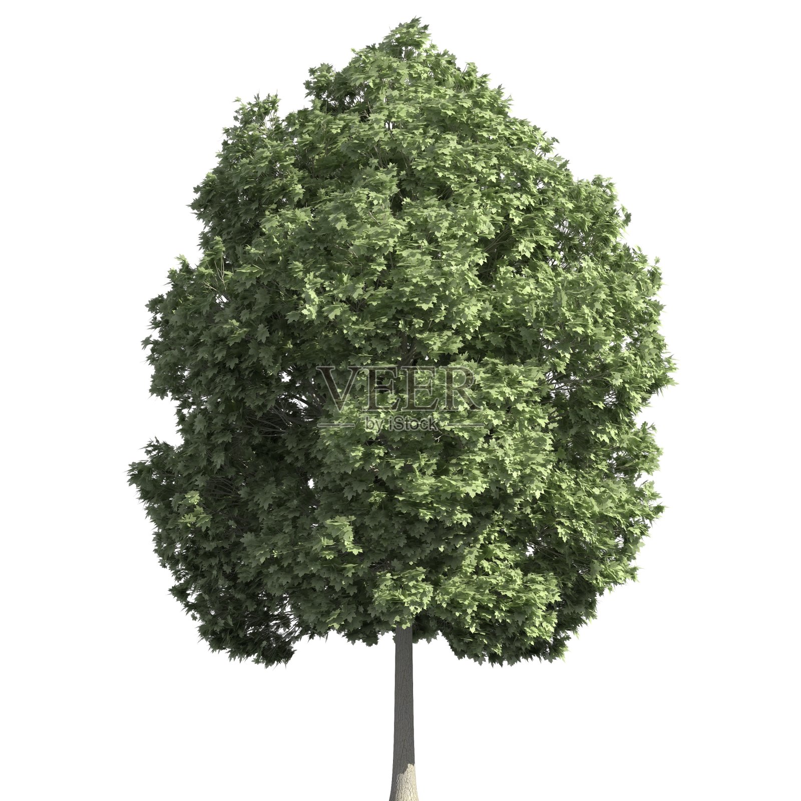 树的3d插图孤立在白色的背景照片摄影图片
