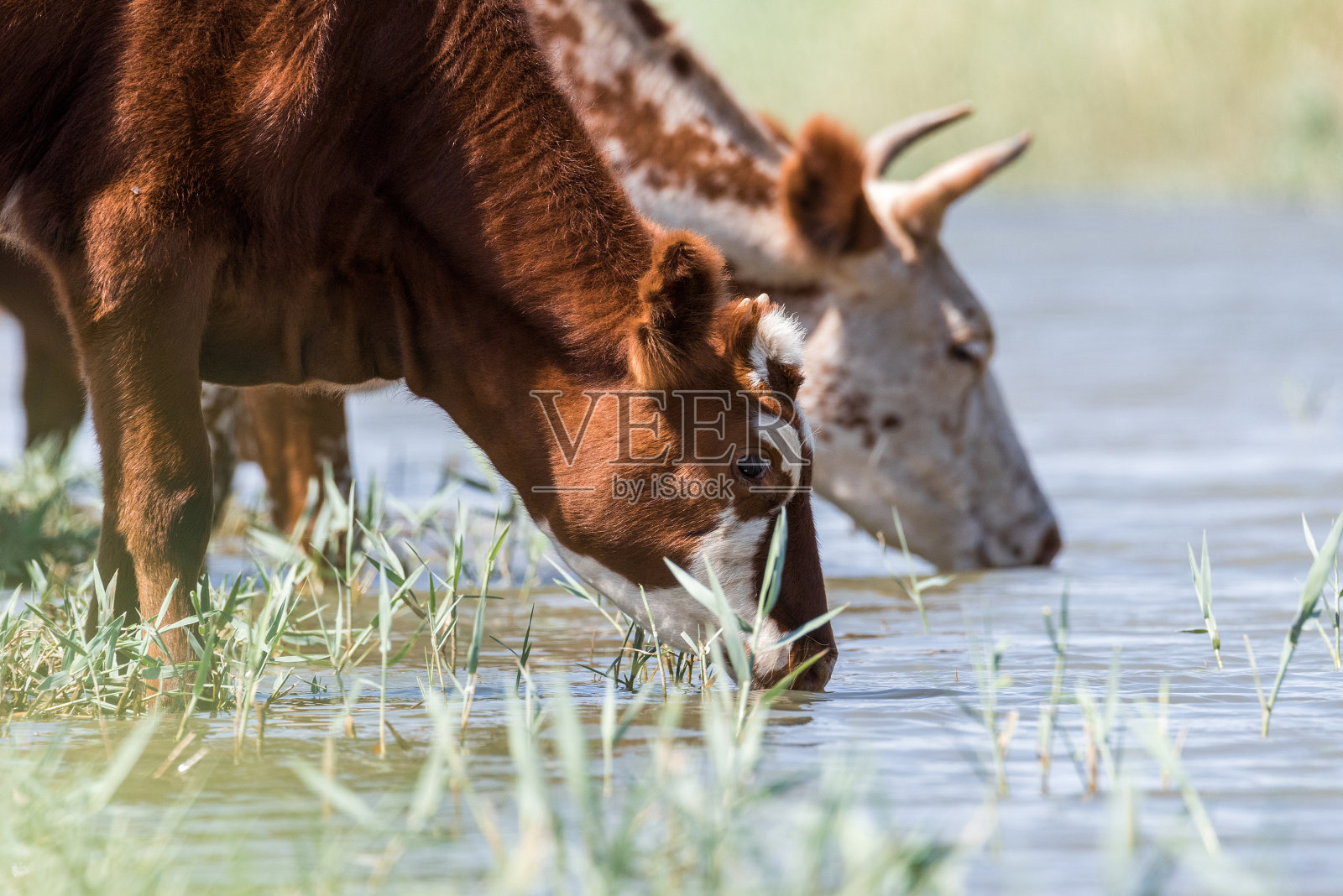 在酷热和干旱的时候，在饮水处的奶牛要喝水和洗澡照片摄影图片