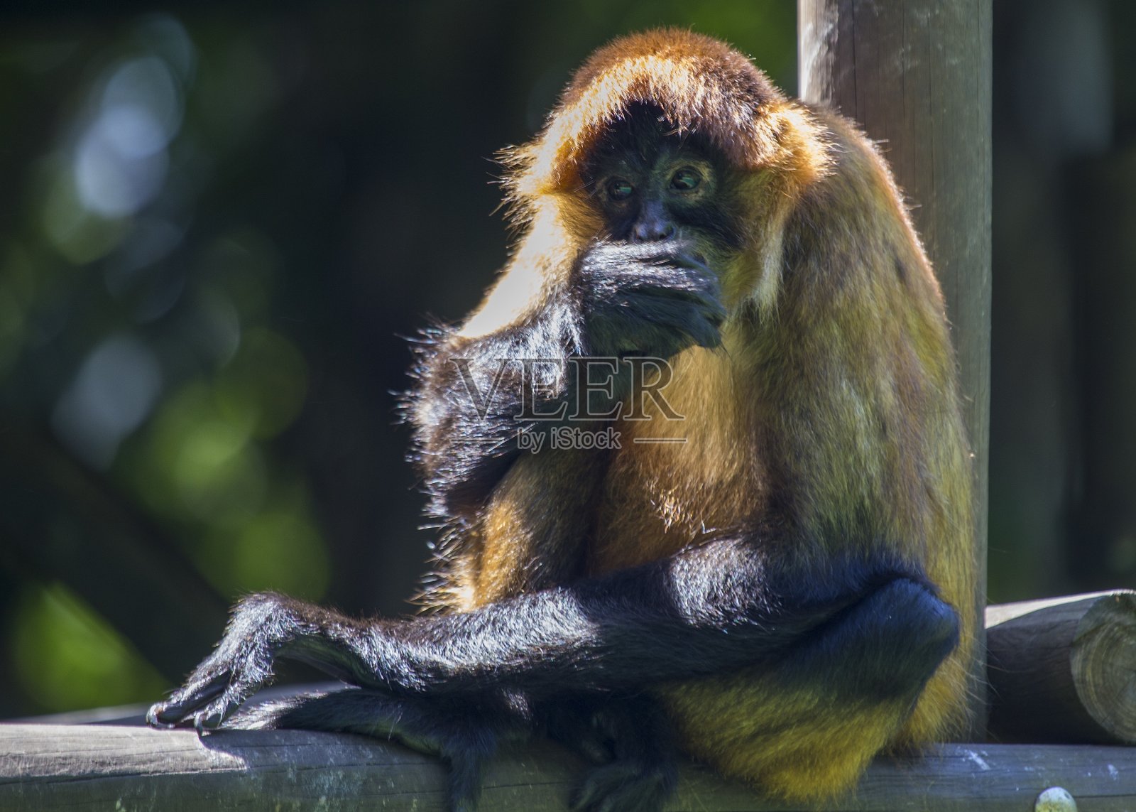 中美洲松鼠猴照片摄影图片