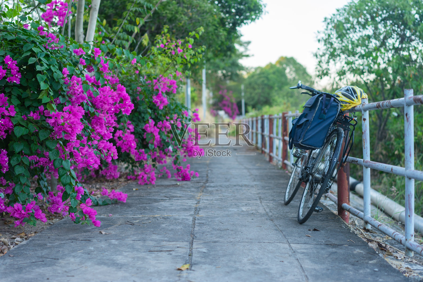 粉红色纸花树下的旅游自行车照片摄影图片