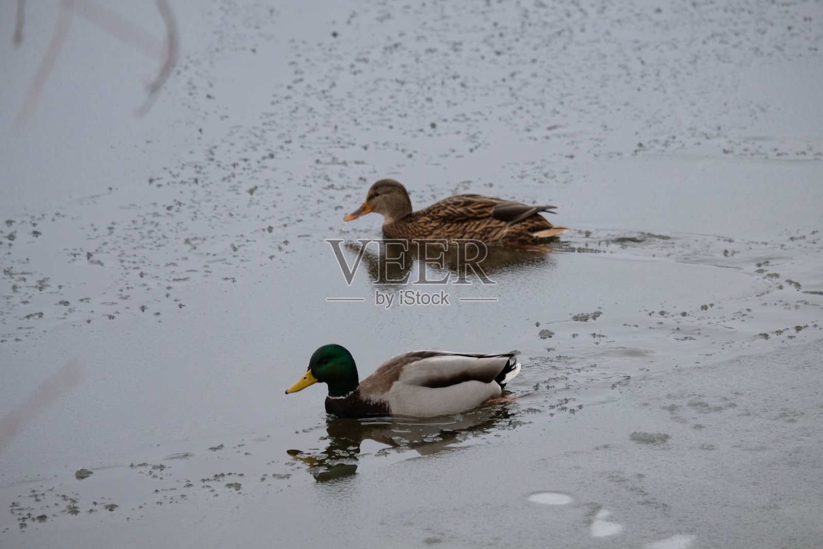 冬天河边有野鸭照片摄影图片