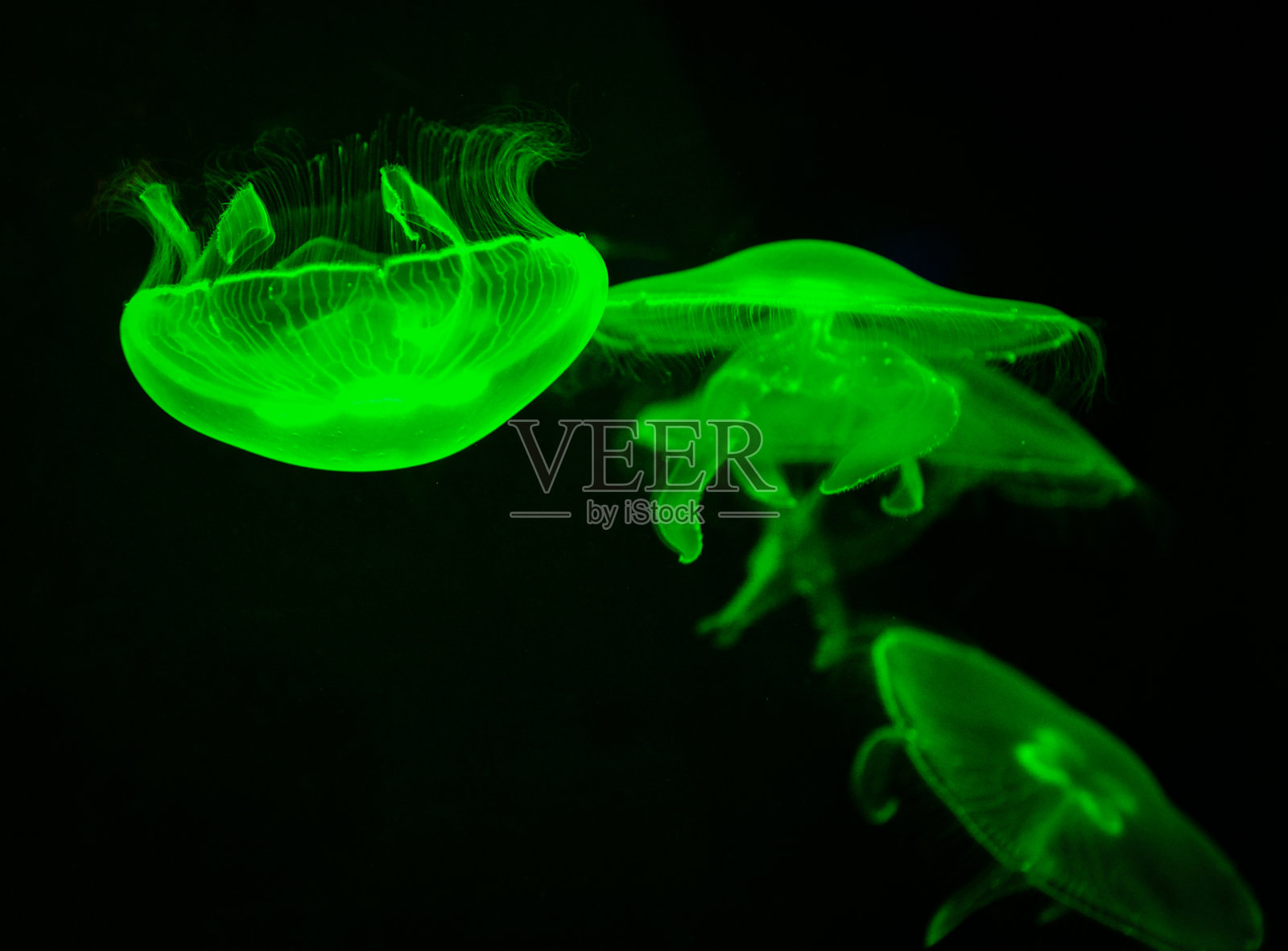 海月亮水母绿色的海洋生物水下在黑色的背景照片摄影图片