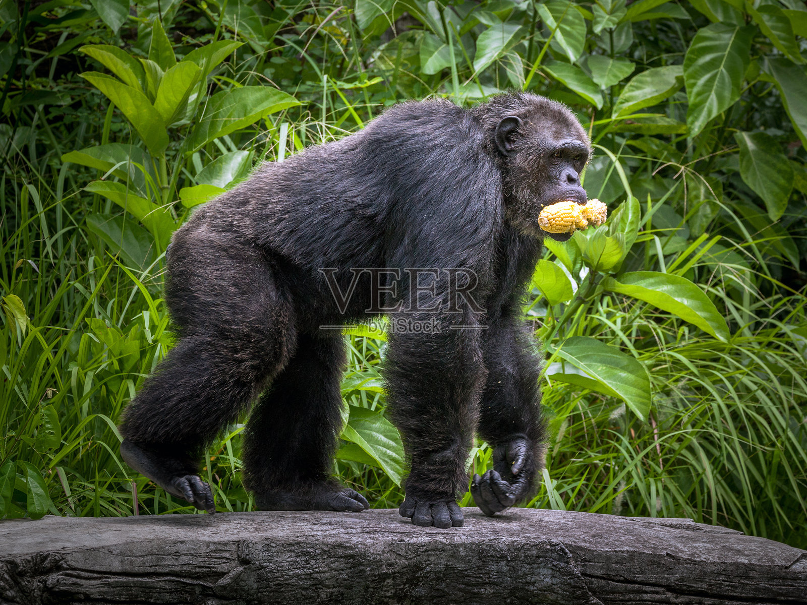 黑猩猩可爱照片摄影图片