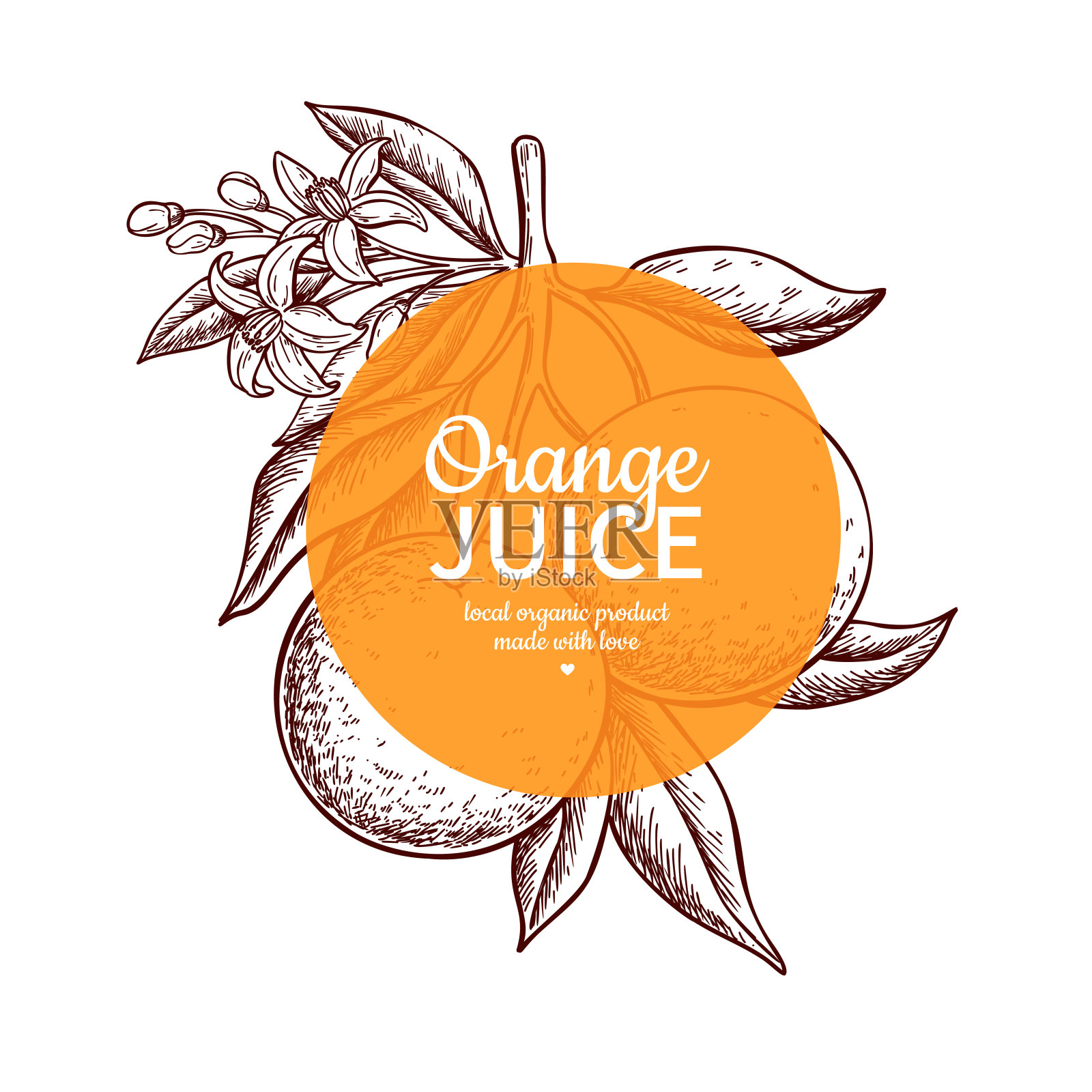 橙色标签矢量图。柑橘类水果雕刻框模板。手绘的夏天插画图片素材