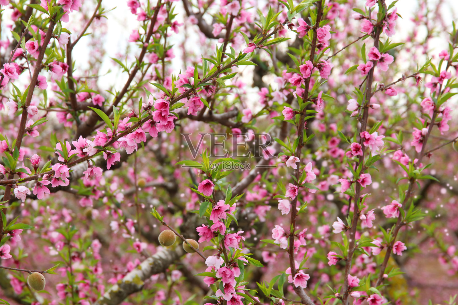 春花树的背景是粉红色美丽的花朵。有选择性的重点照片摄影图片