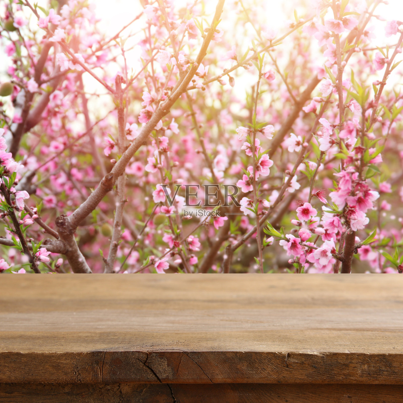 木桌前的春花树景观。产品展示与介绍照片摄影图片