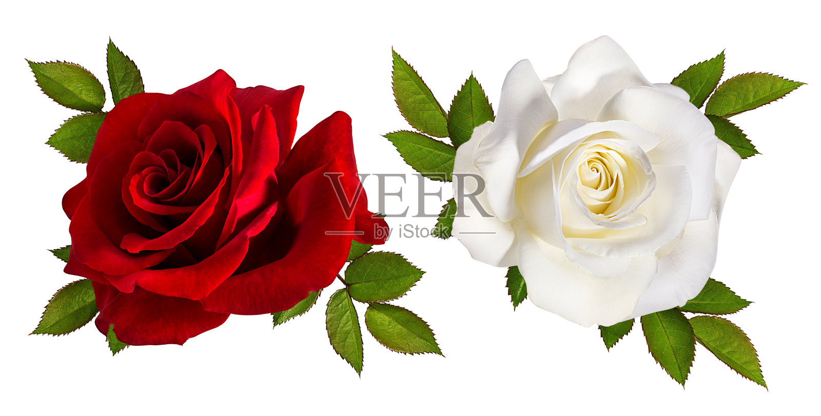 玫瑰孤立在白色上照片摄影图片