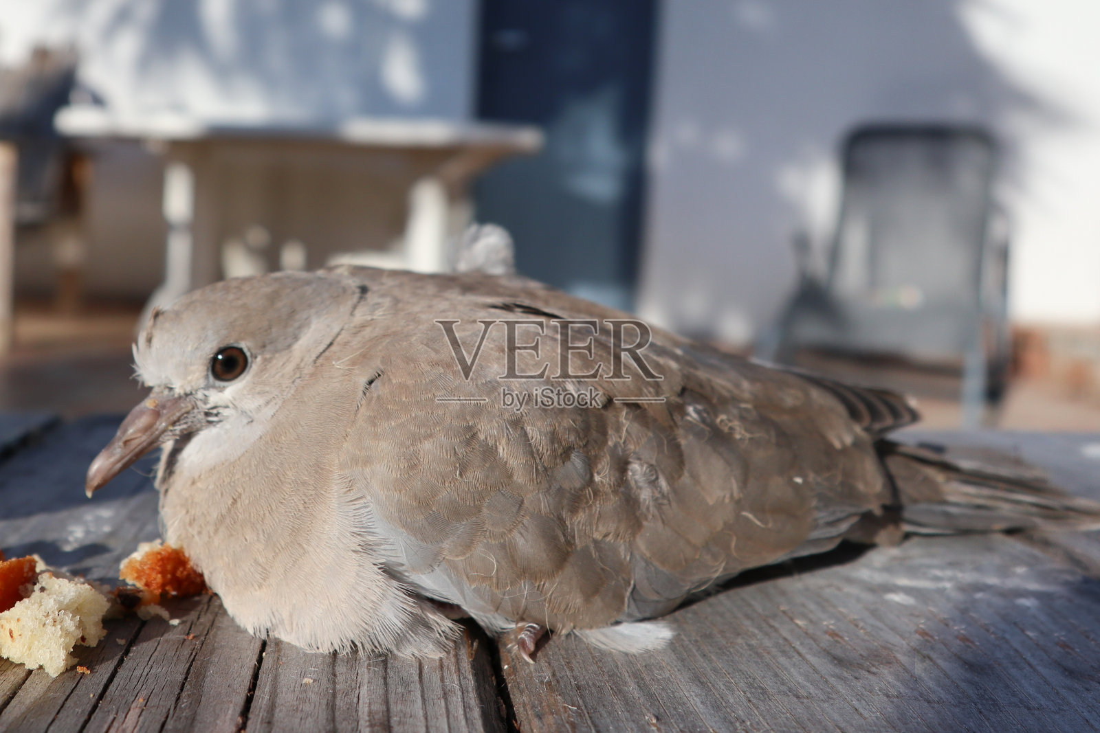 野鸽子在木头长凳上吃东西照片摄影图片
