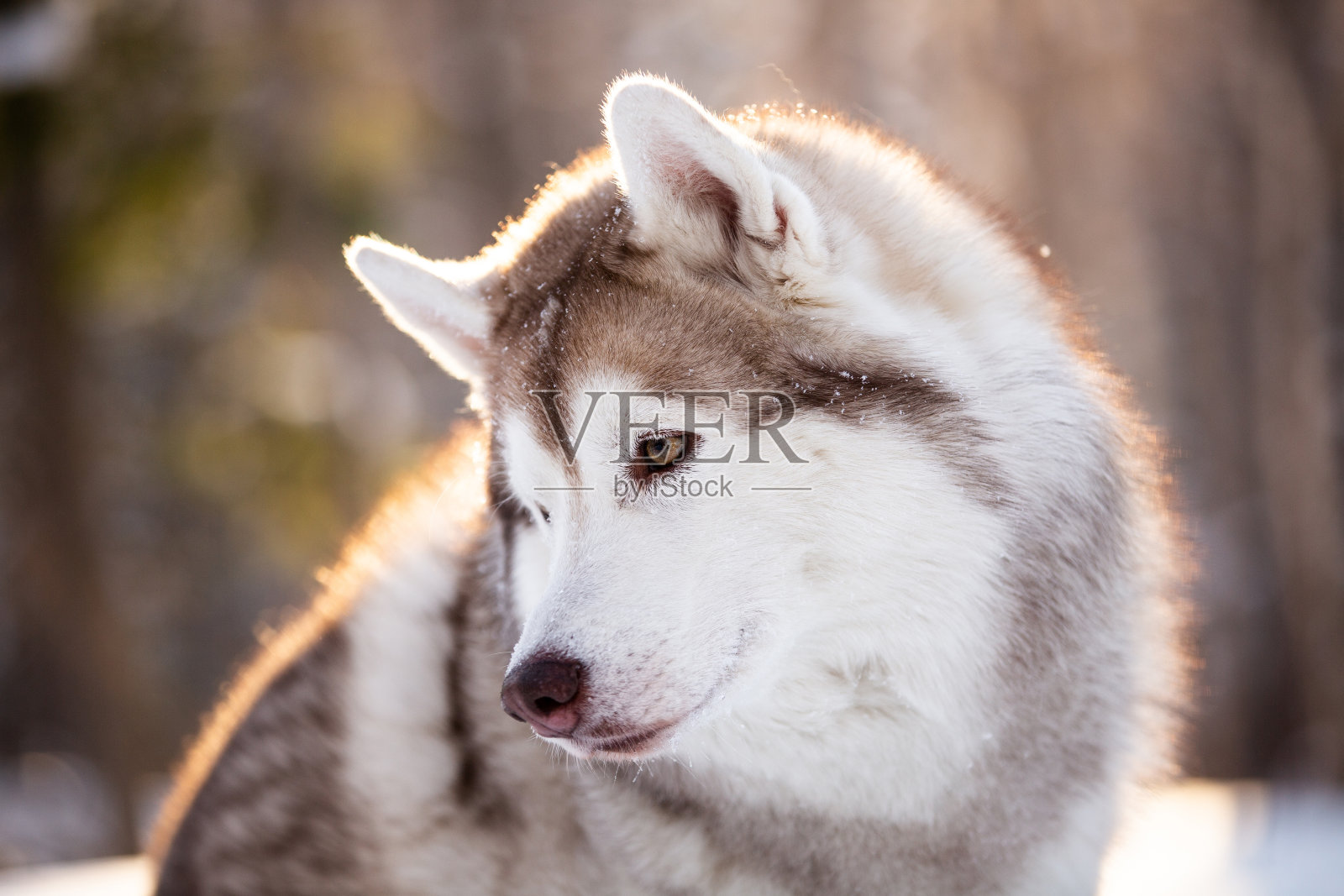 可爱的，可爱的和自由的西伯利亚哈士奇狗坐在冬天森林的雪道在日落。照片摄影图片