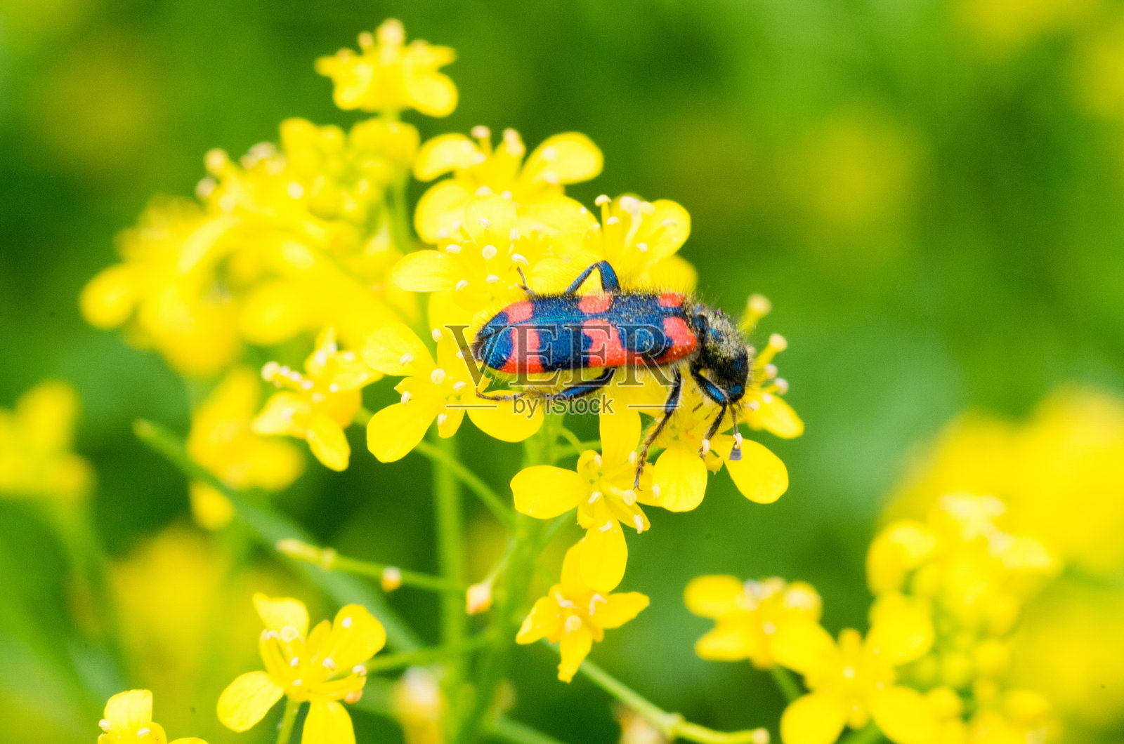一个红色昆虫在黄色花瓣上的特写。照片摄影图片