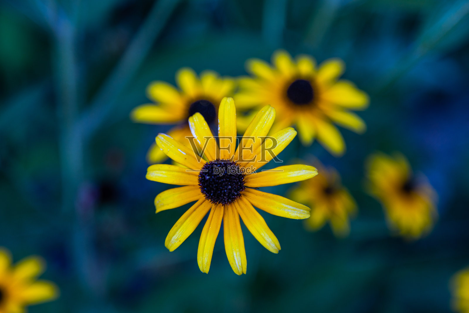 蓝绿色背景上的黄色雏菊。完美的屏幕保护程序或屏幕上的壁纸。照片摄影图片