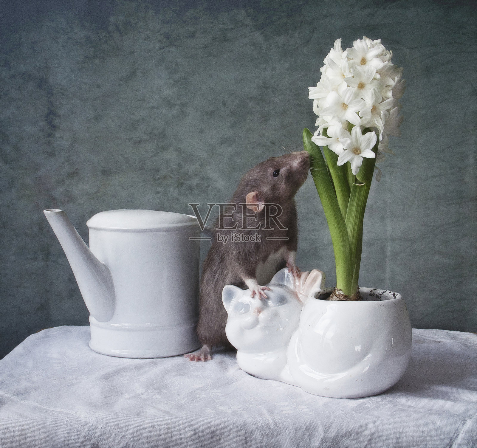 可爱的小灰鼠嗅着白色的风信子花。中国新年的象征照片摄影图片