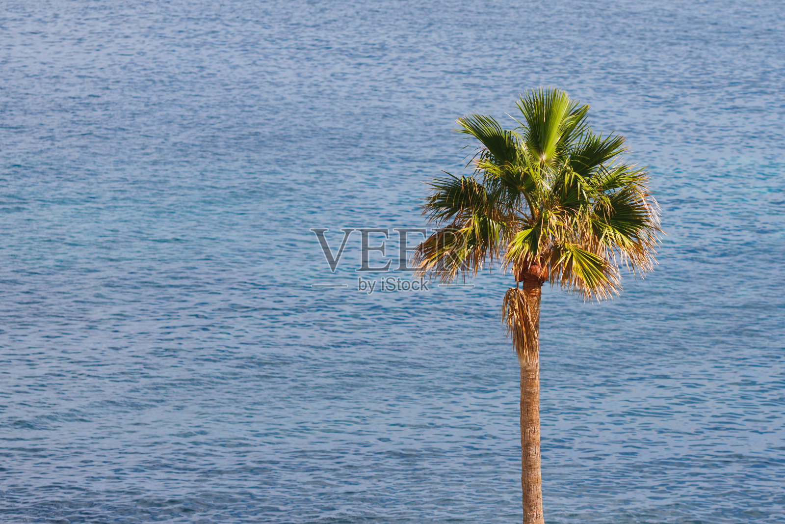 棕榈树在蓝色的海洋背景照片摄影图片