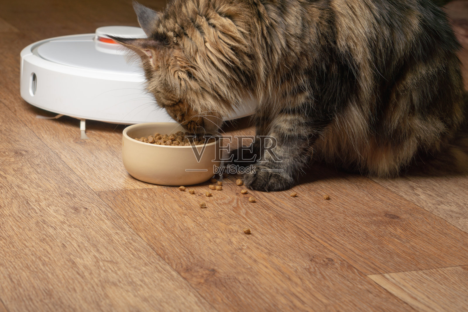 在机器人真空吸尘器的背景下，一只猫正在吃碗里的东西照片摄影图片