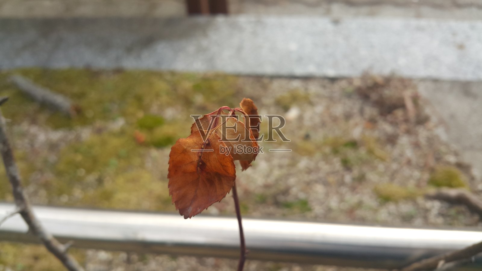 秋天植物枝上干燥的棕色叶子。为文本和信息留下背景照片摄影图片