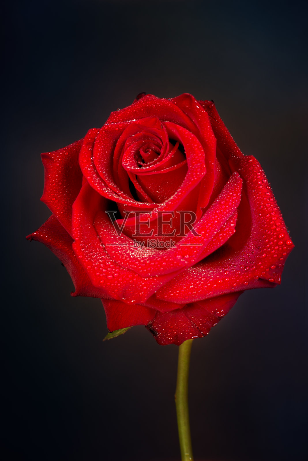 红玫瑰花蕾与水滴特写，低调照片照片摄影图片