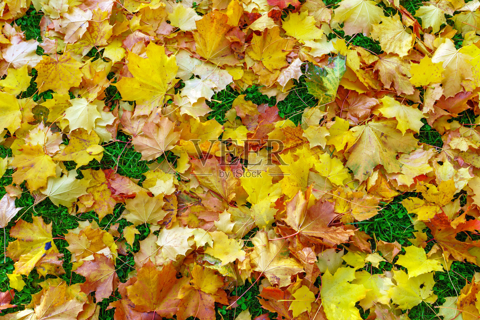 落黄的树叶，落在公园的地上，秋色，背景照片摄影图片