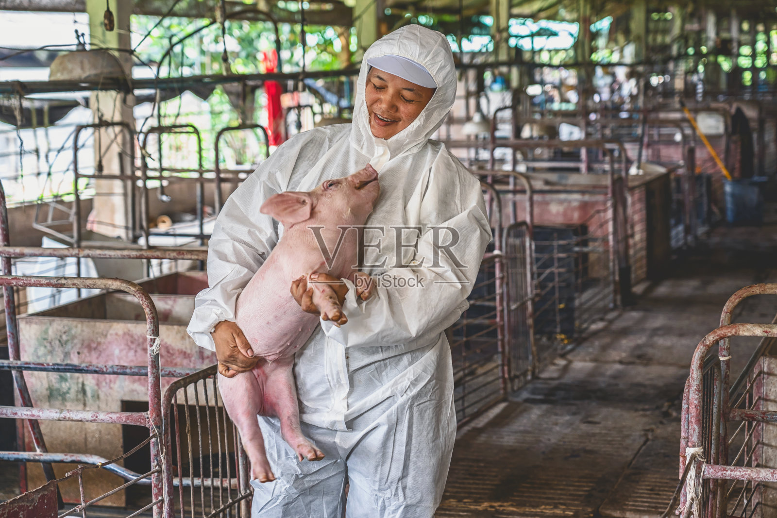 亚洲兽医用于养猪场、动物养殖业和养猪场的移动猪照片摄影图片