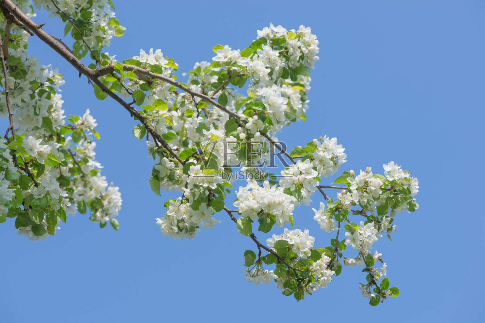 盛开的苹果树照片摄影图片