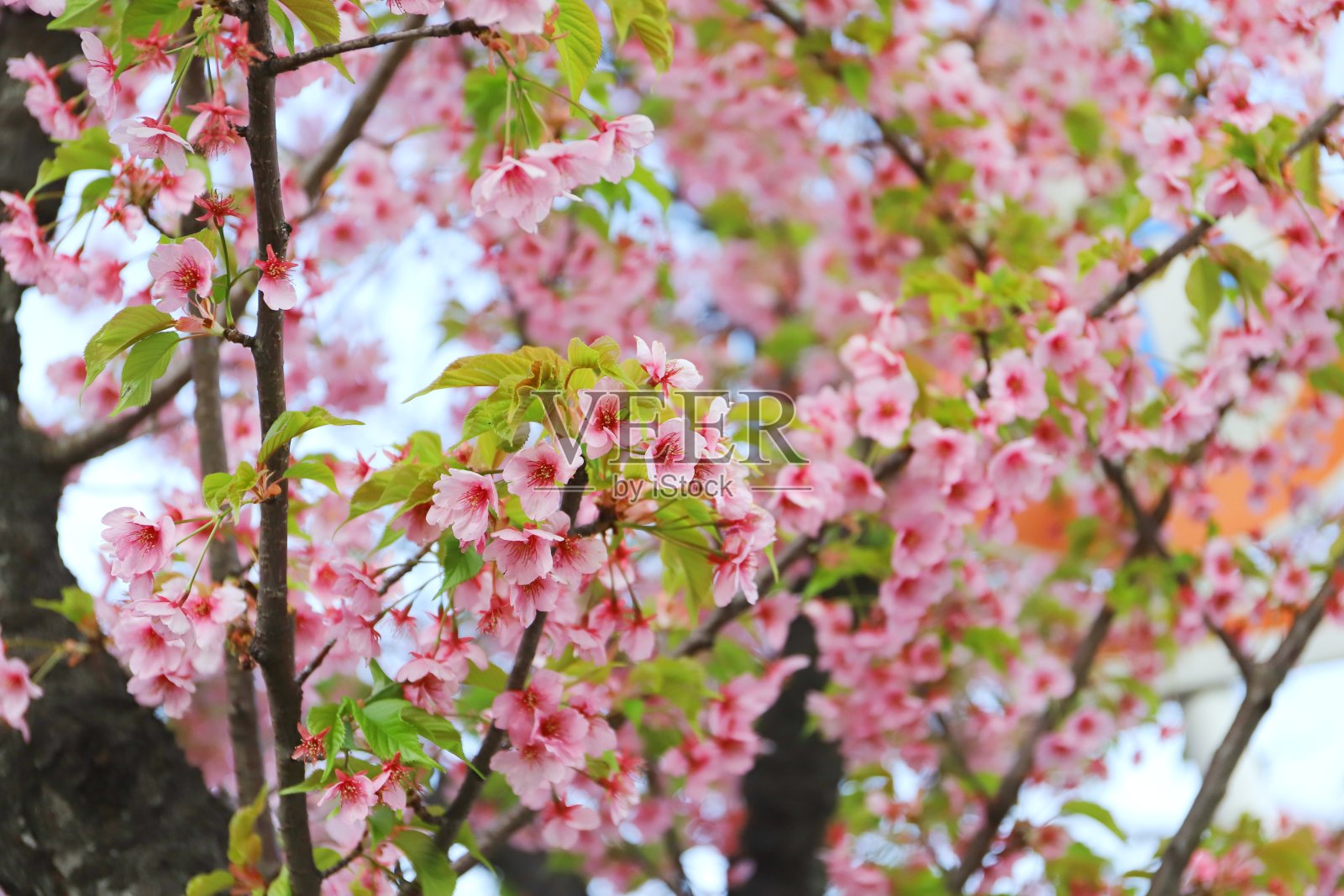 日本春天盛开的河津樱花照片摄影图片