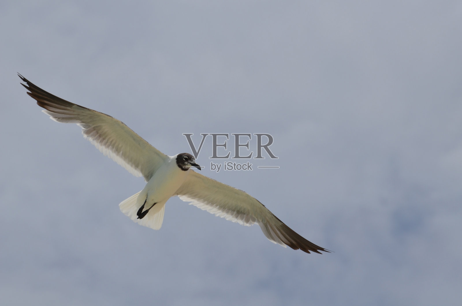 阿鲁巴岛的笑鸥照片摄影图片