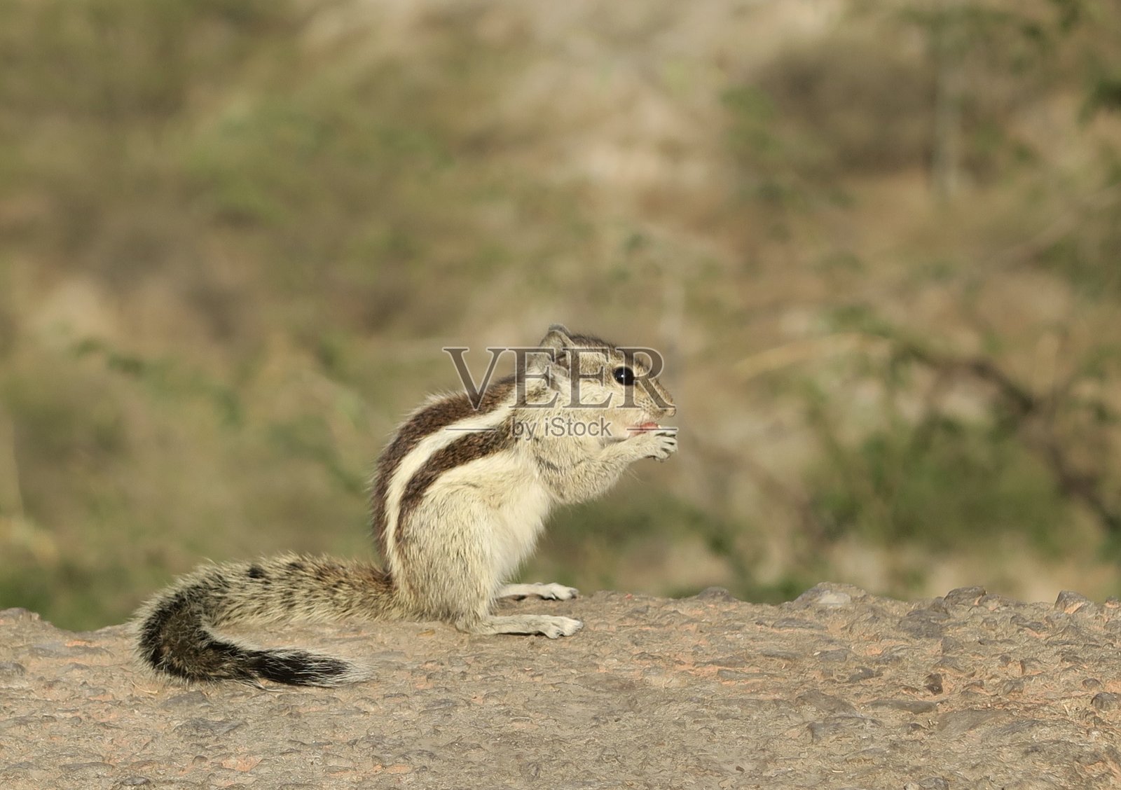 印度棕榈松鼠的形象，啮齿动物，站在树枝上用后腿吃坚果照片摄影图片