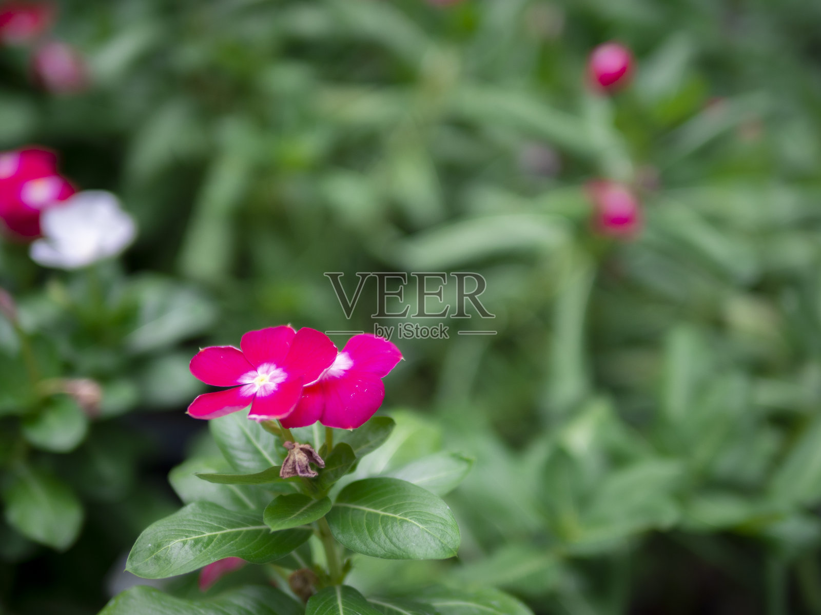 近距离看美丽的红花凤仙花在绿色的花园背景照片摄影图片
